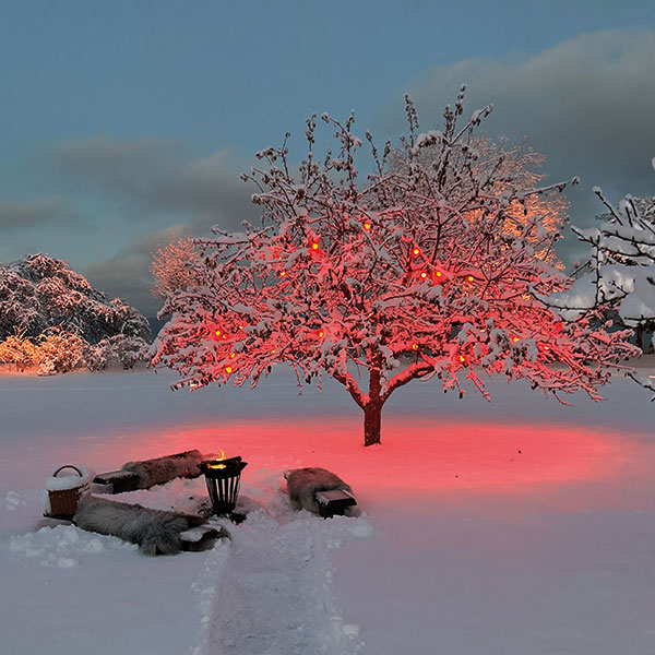 Träd i snölandskap upplyst med röda lampor under Vinter på Norrviken