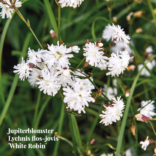 Jupiterblomster, vit blomma i Norrvikens rabatt.