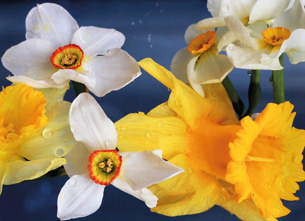 Narcissus och vårens hemligheter